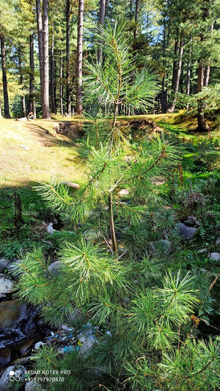 A beatiful budding  Pine tree on NH 44  Road On  Mughal Road on Shopian side