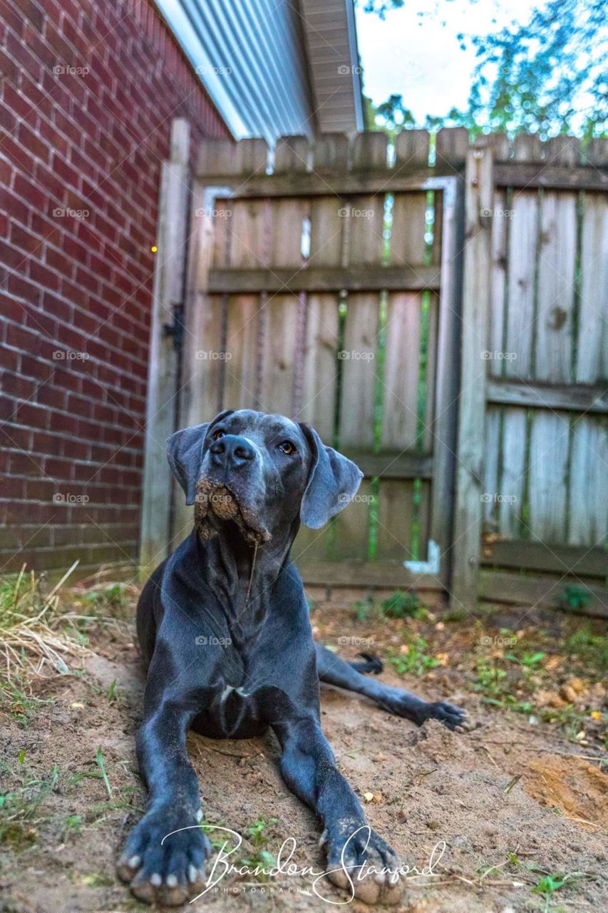 My Great Dane watches attentively as a firefly flies around overhead.