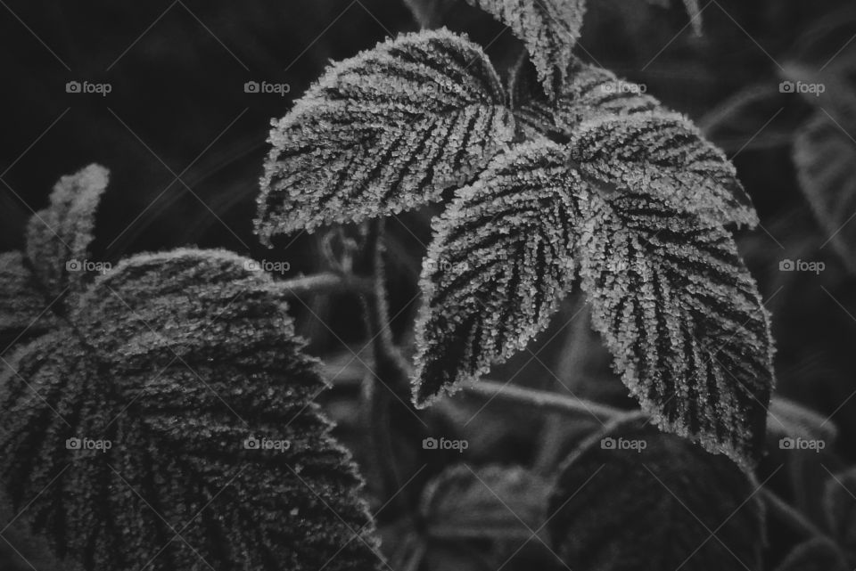 Frosty wild raspberry leaves