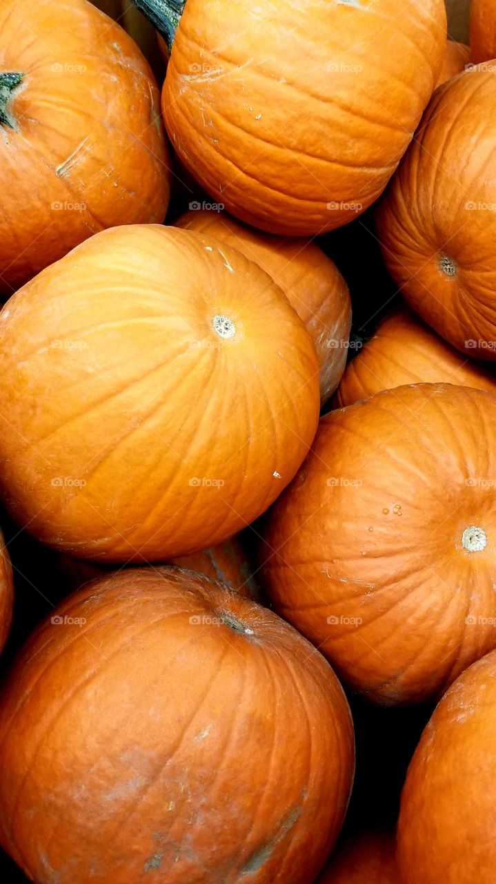 Pumpkin, Fall, No Person, Food, Halloween