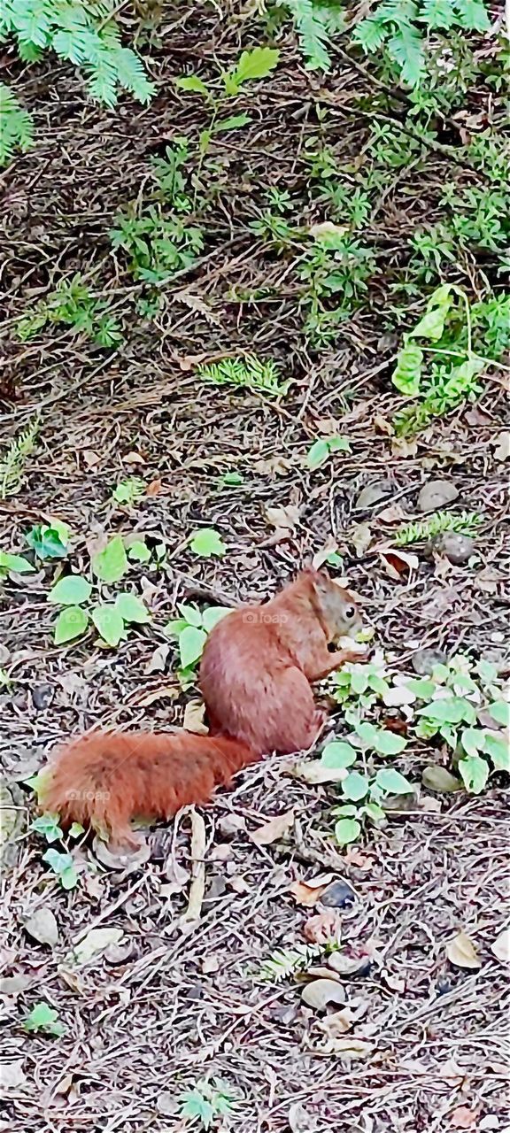 A bushy little red squirrel approached and now sits amongst the leaves and sticks at the botanical garden of “Berlin”, Germany located in the “Steglitz” district. 2024. Hypnotic Productions