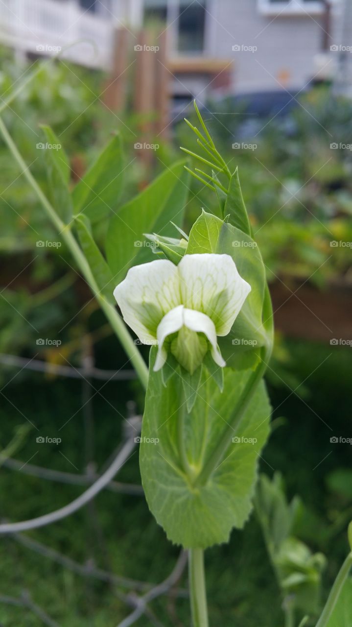 Nature, Leaf, No Person, Flora, Summer