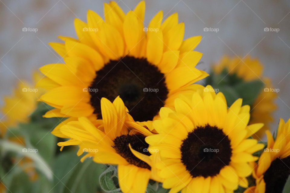 Sunflowers