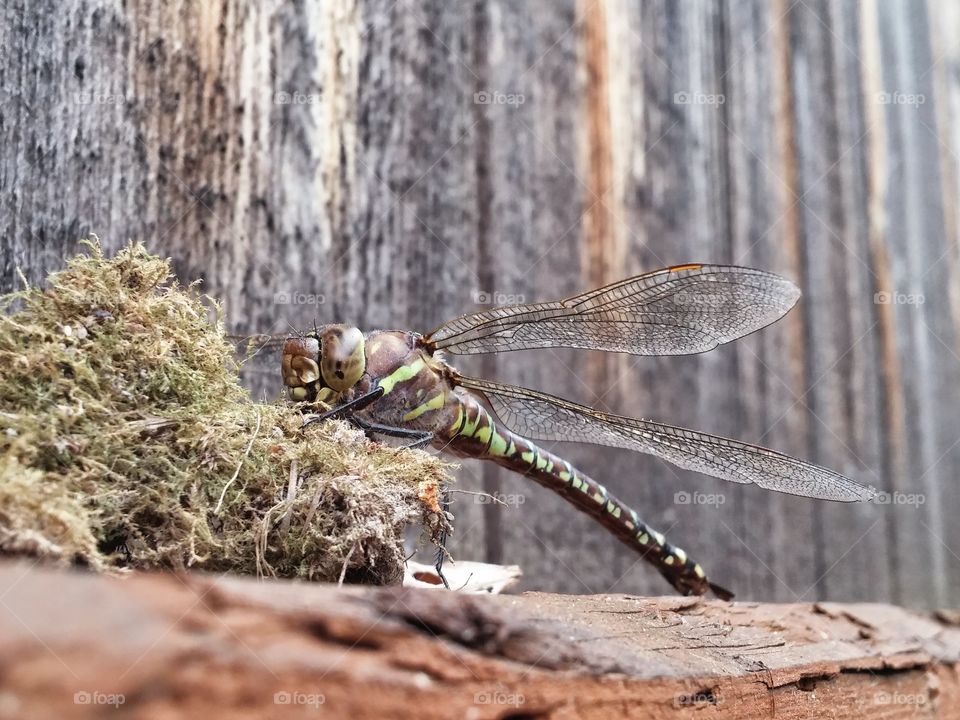 dragonfly on mossy fence