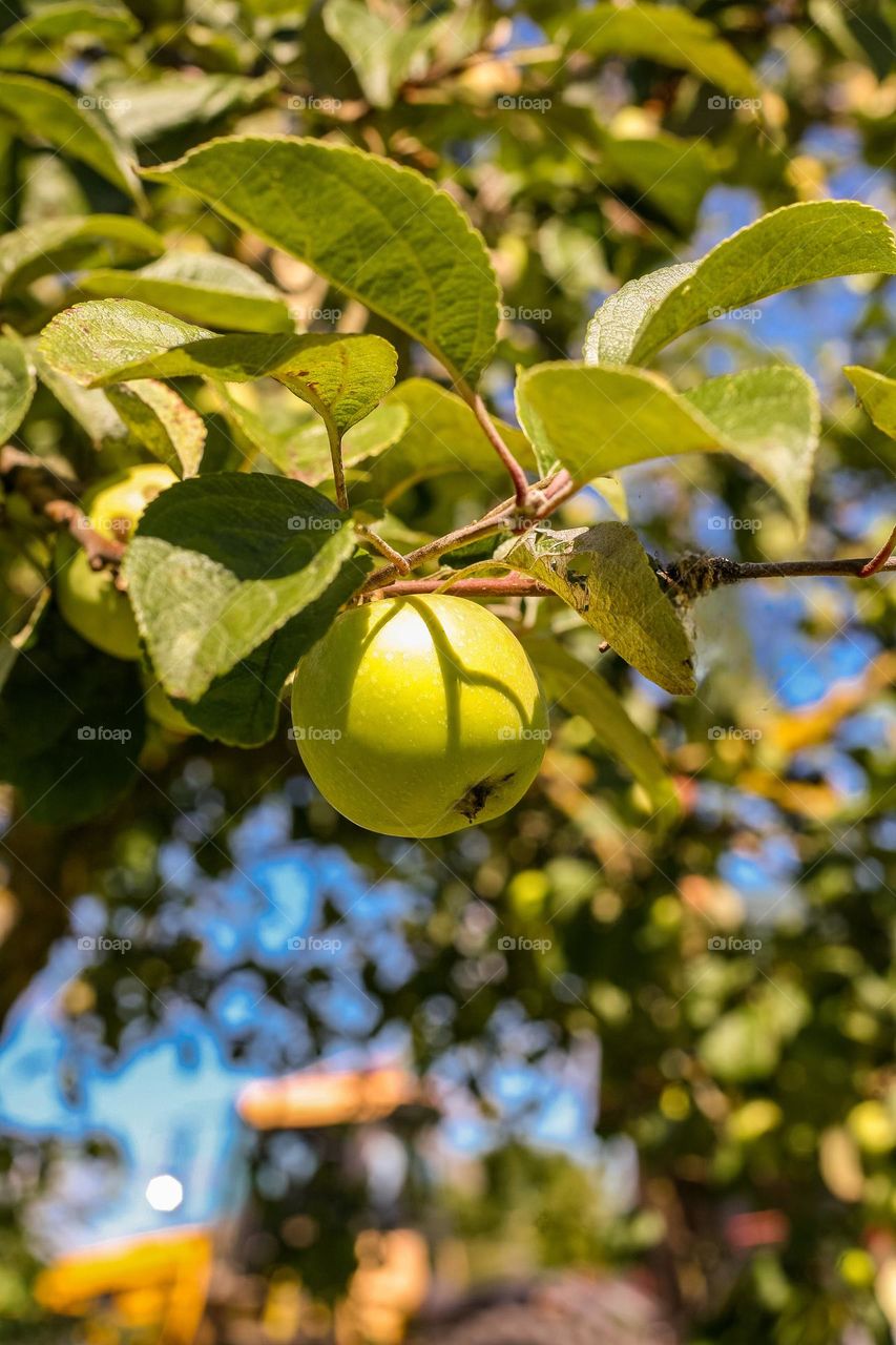 Paradise apple, a species of Malus