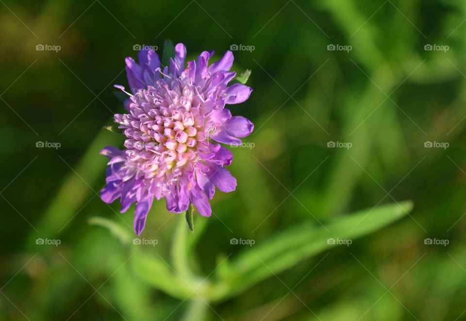 purple flower green background