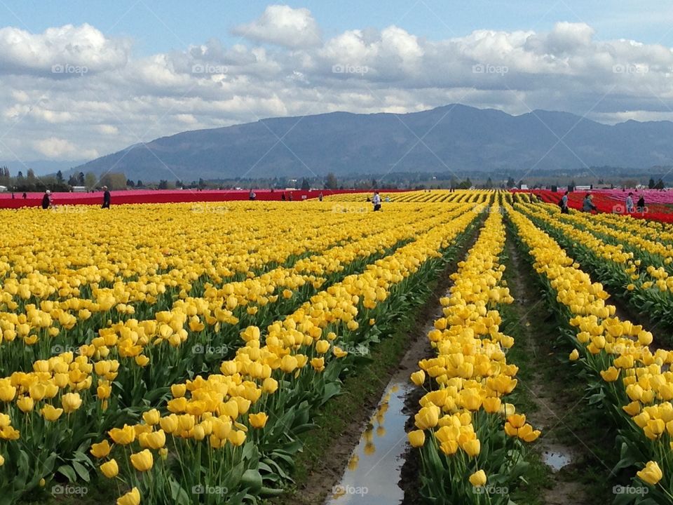 Tulips. Farm