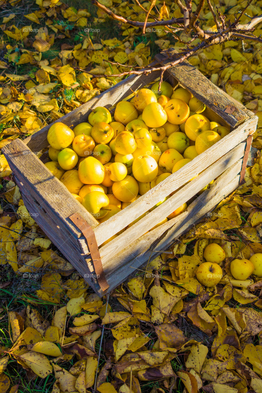 Harvest ripe juicy and tasty apples. Harvested juicy apples from fertile trees.