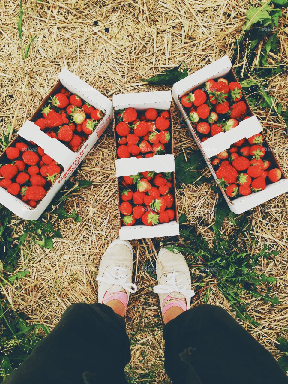 Strawberry picking