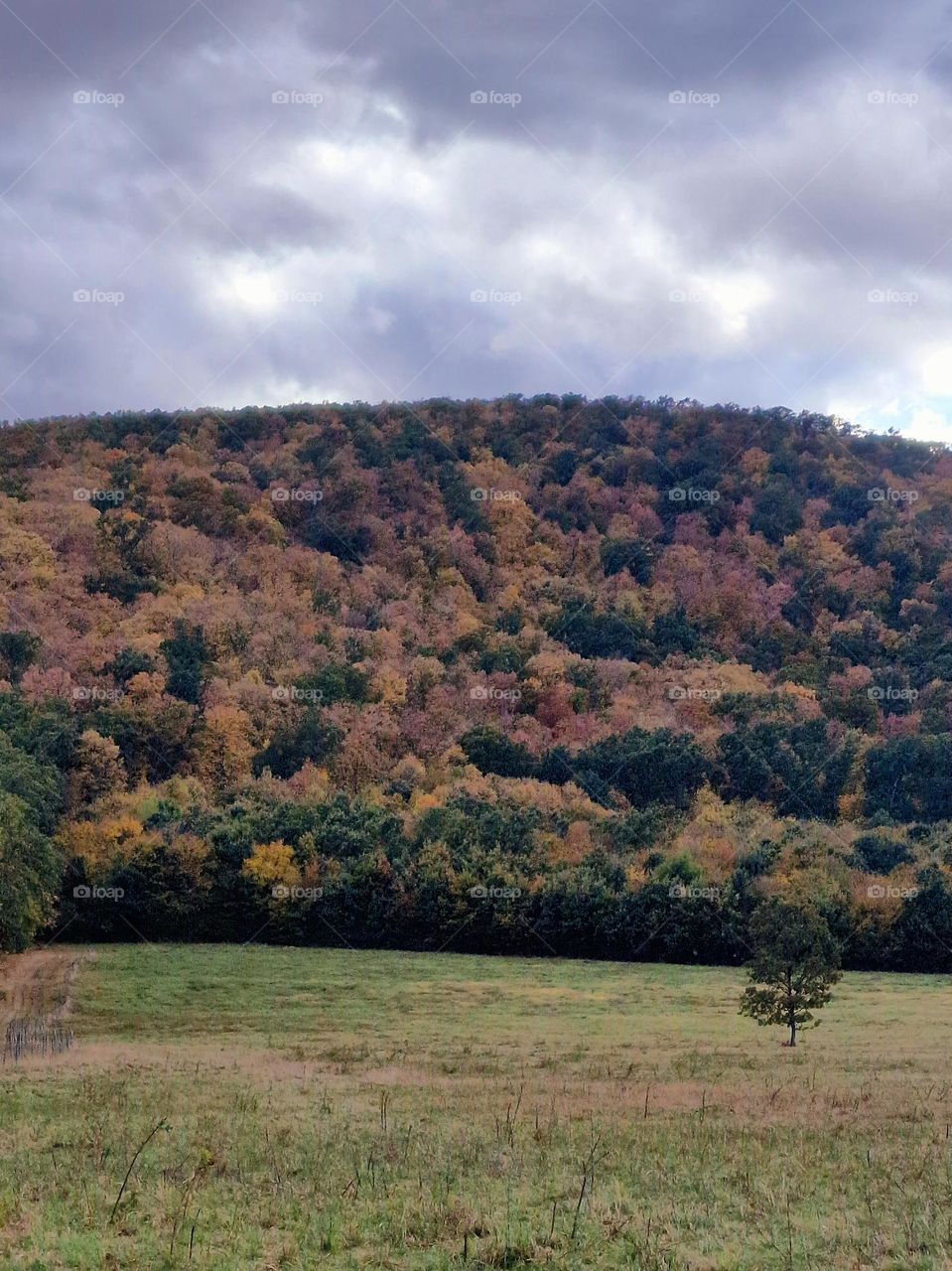 the autumn forest