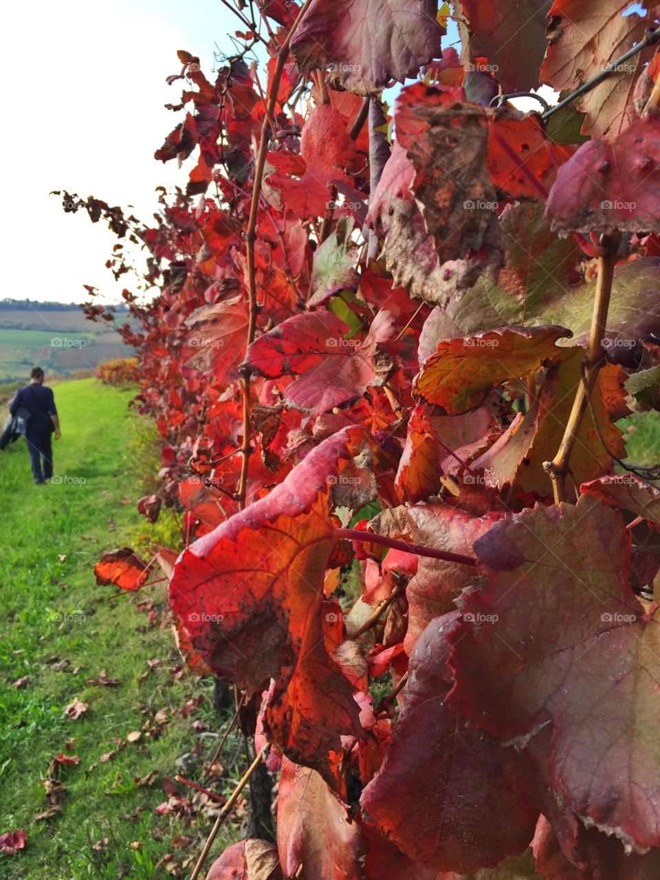 Autumn atmophere in the vineyard 