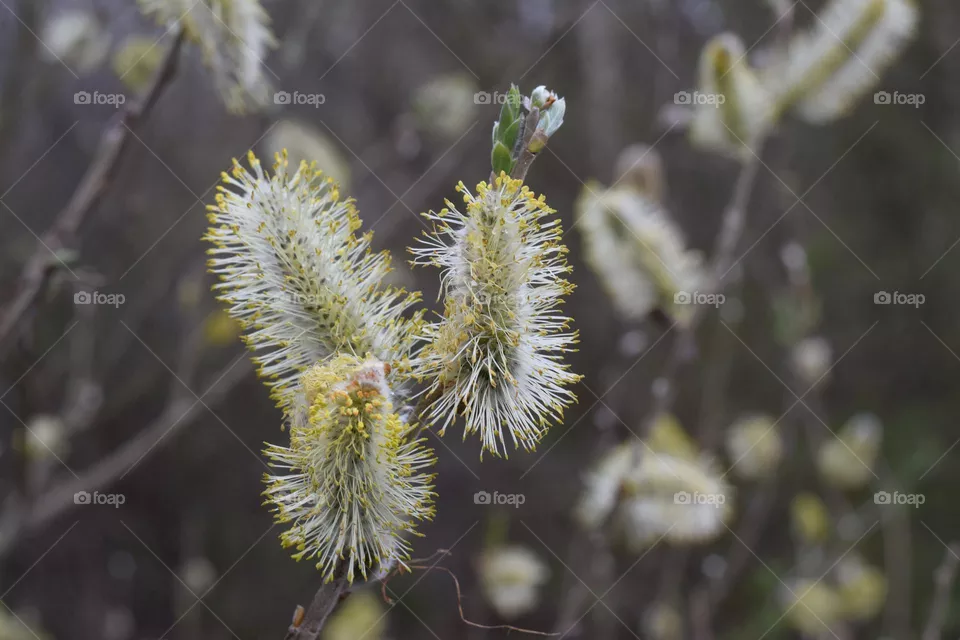 Springtime