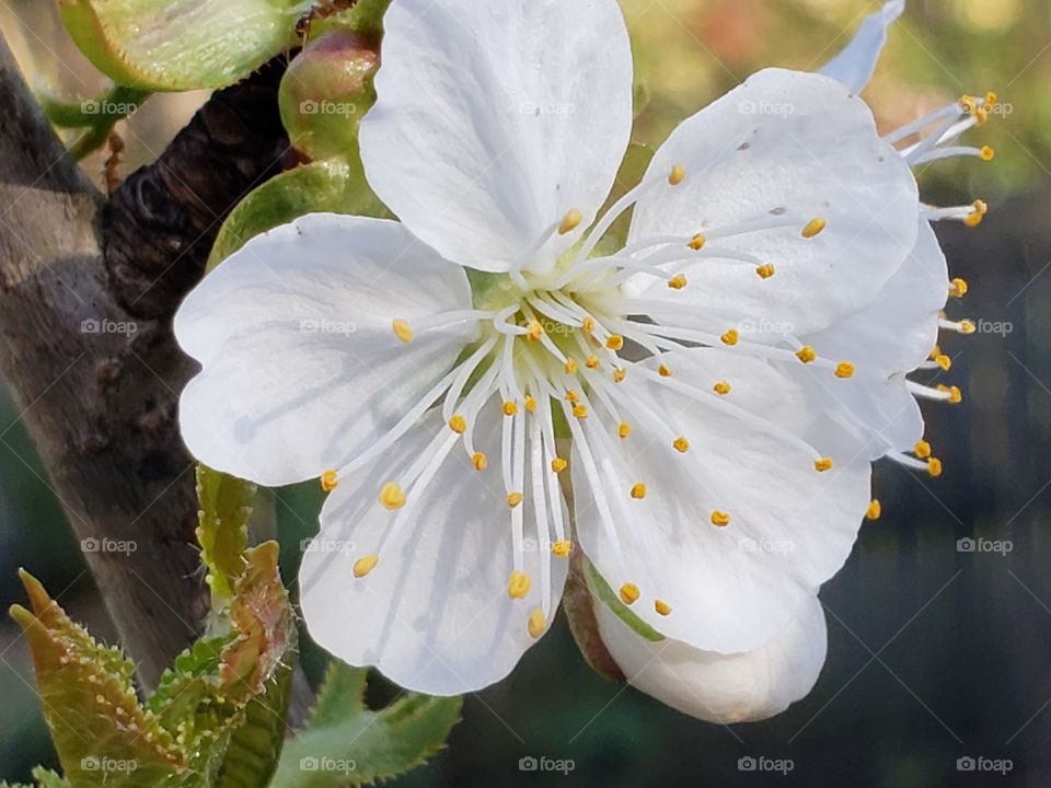 True cherry blossoms