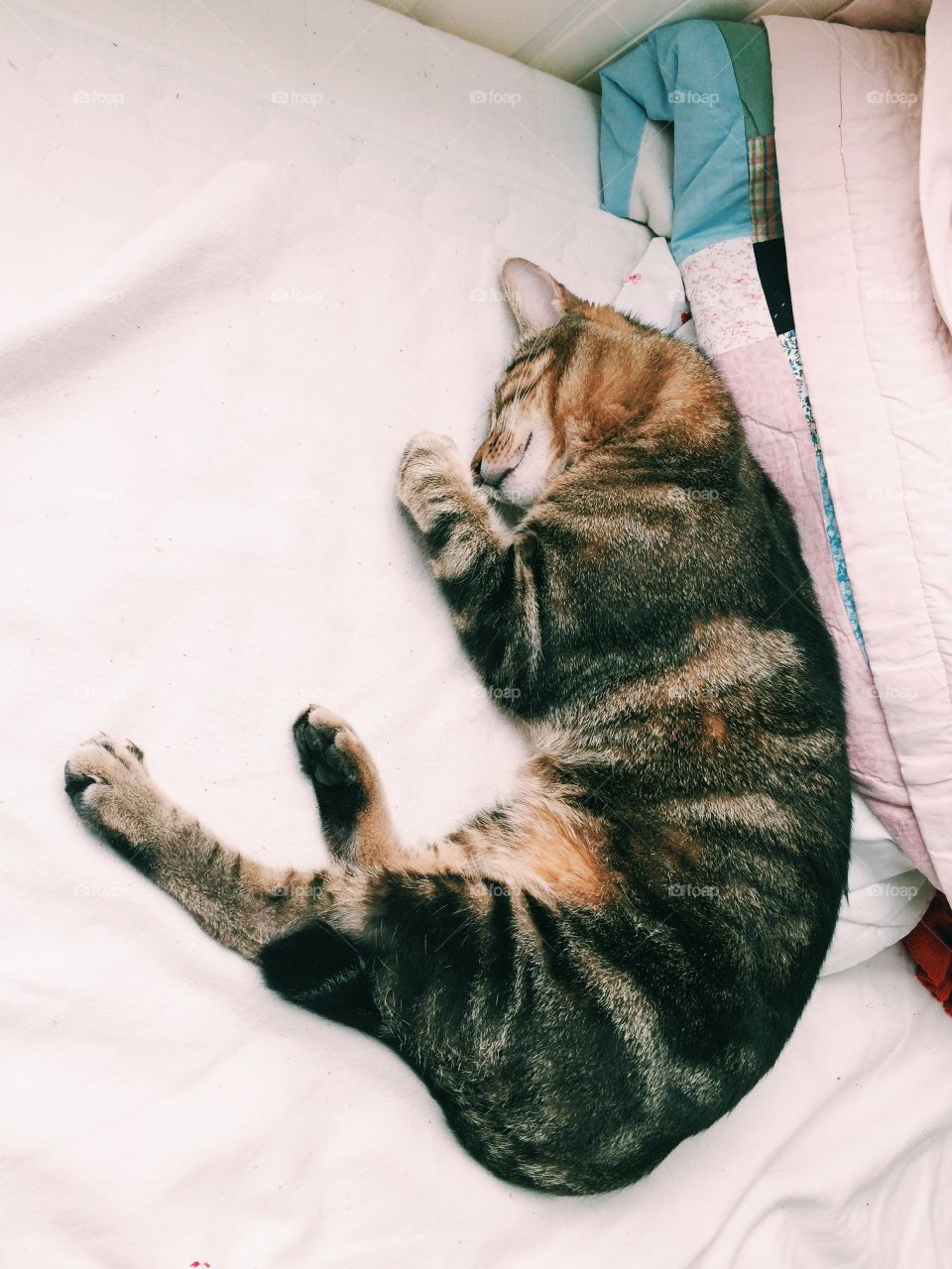 Cat, Sleep, Pet, Bed, Mammal