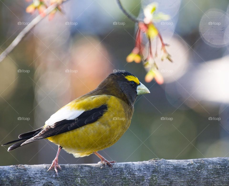 Male grossbeak