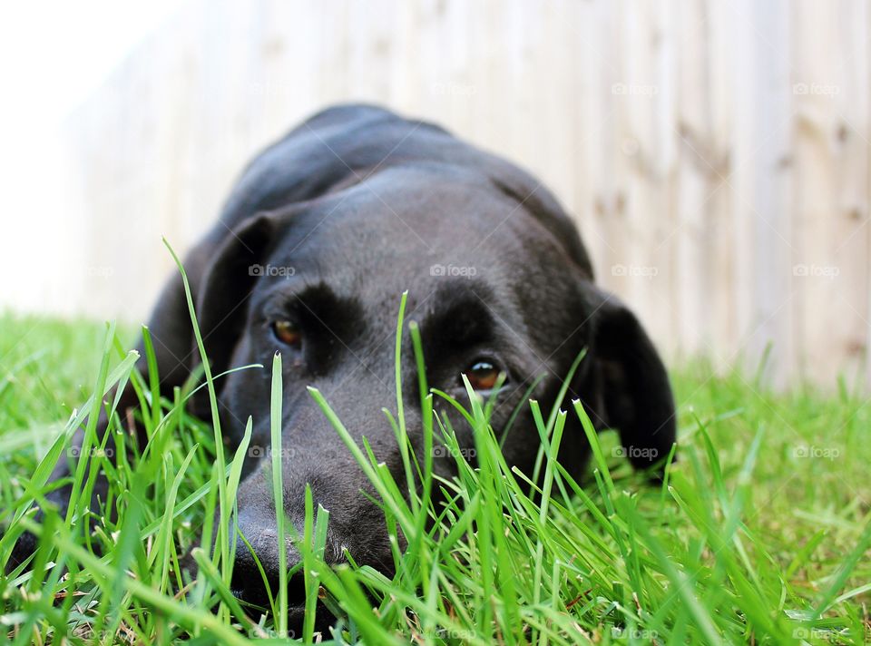 Lazy black Labrador retriever nestled in the green grass.