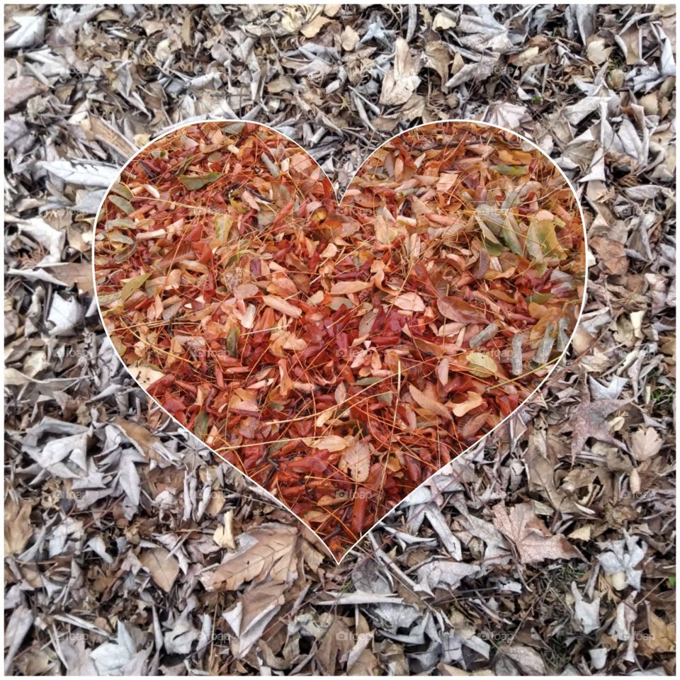 Dry, Leaf, Fall, Ground, Wood