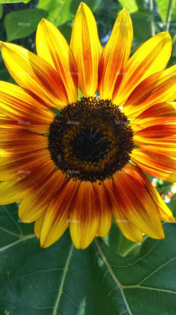 fall sunflowerr