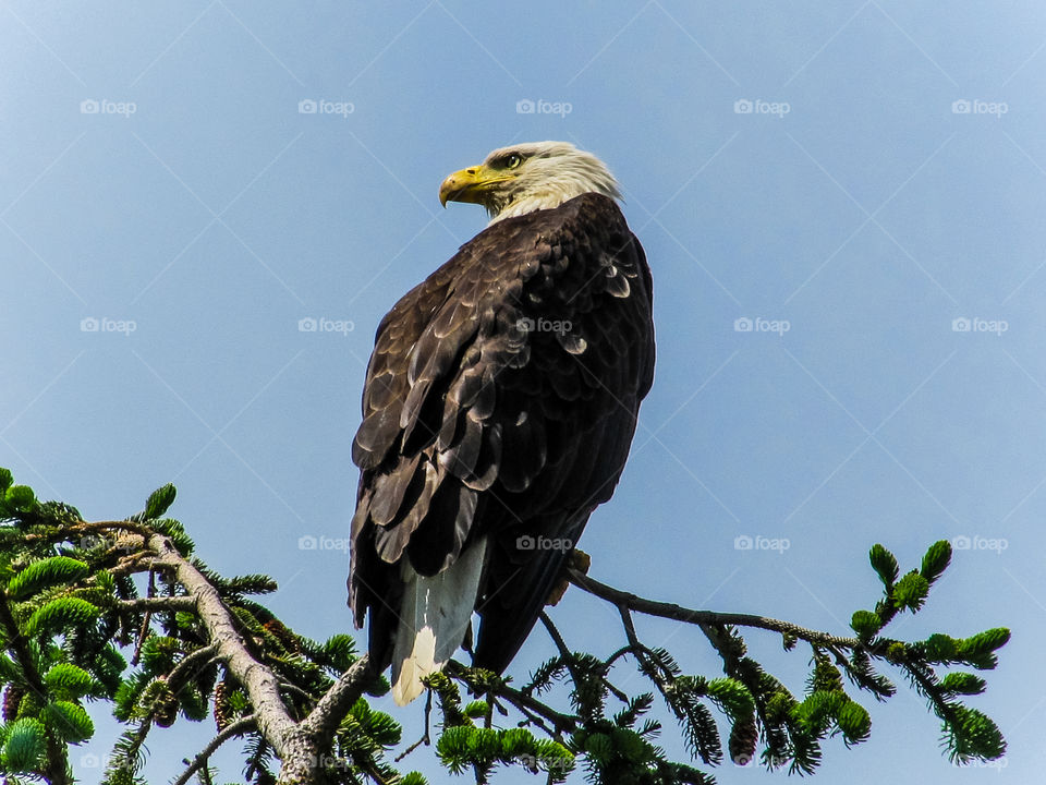 An adult bald eagle sits atop a large tree watching for prey. Bald eagles have 2 centers of focus that allow the birds to see forward & to the side with equal efficiency. Their lower eyelid is larger so their eyes close from the bottom. 🦅