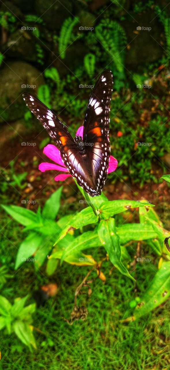 A butterfly with beautiful wings perches on a zinnia flower.