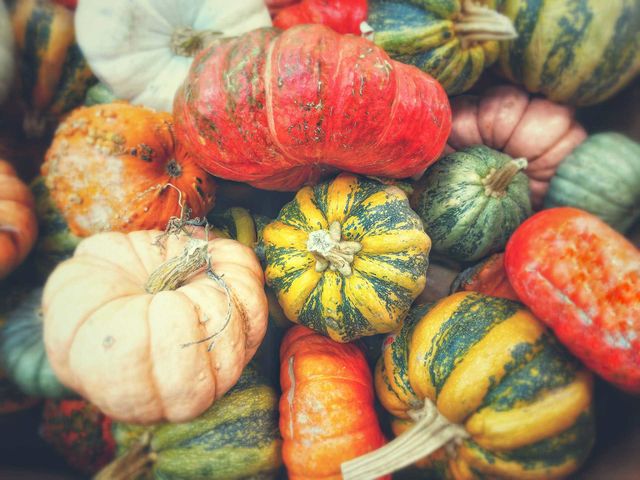 Pumpkin Patch
