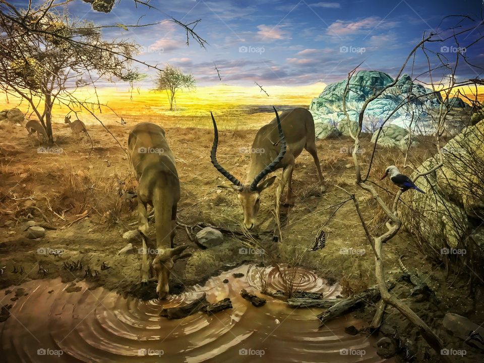 Zoo museum, Copenhagen, Denmark