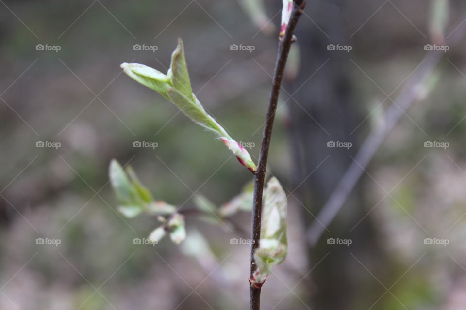 Leaf buds