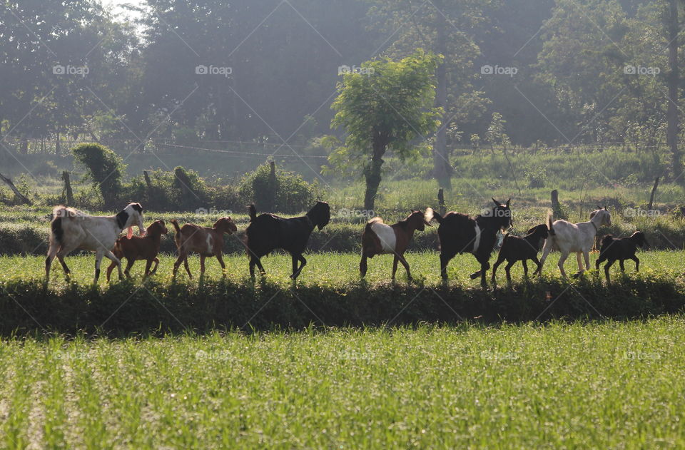 Lined goat . Pet housing of goats at the grass field . They're walking on slowly for interest watch at the lined of field .