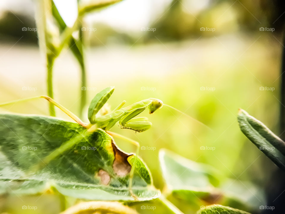 baby praying mantis on a leaf