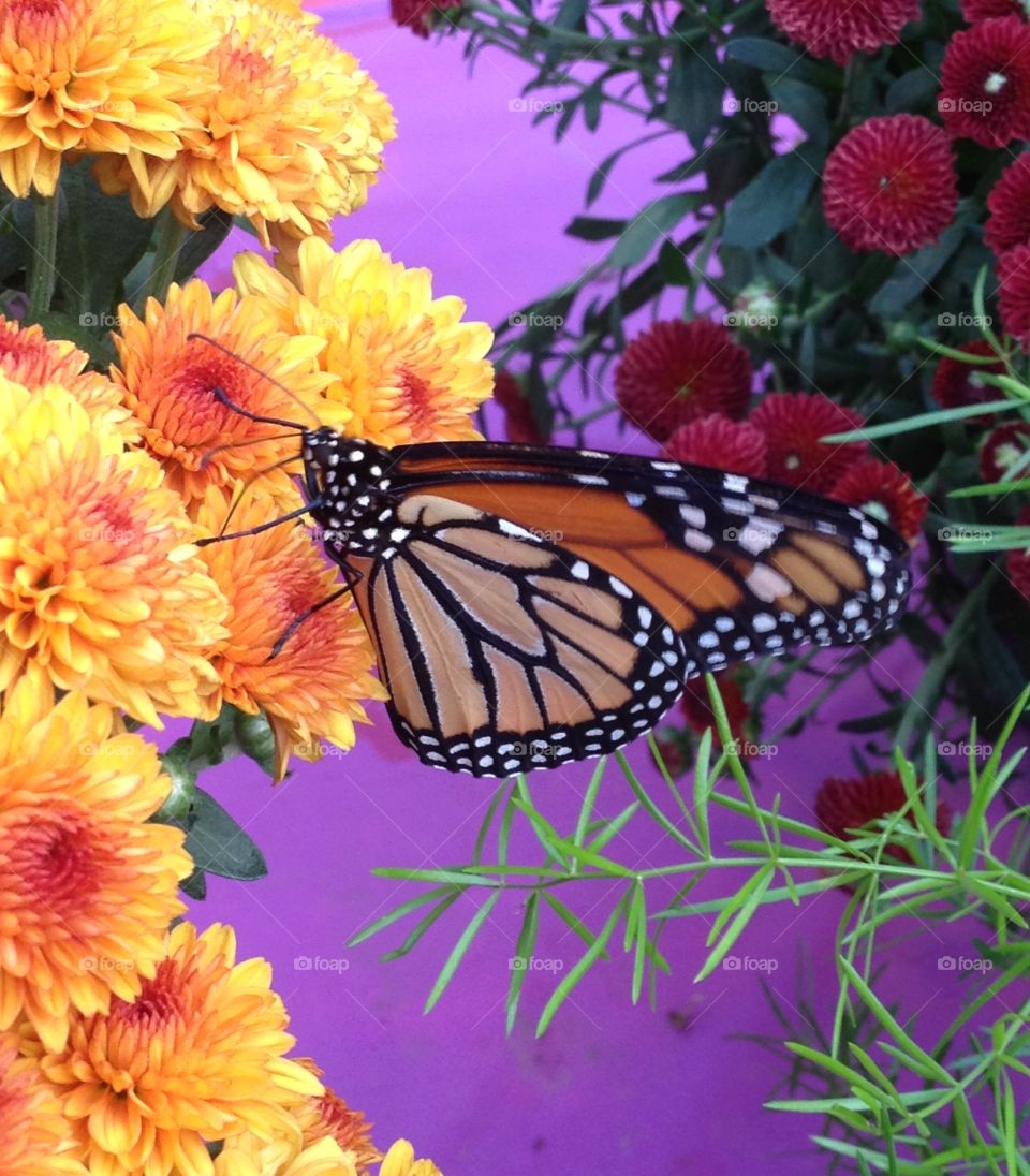 Monarch Butterfly with Colorful Floral Background