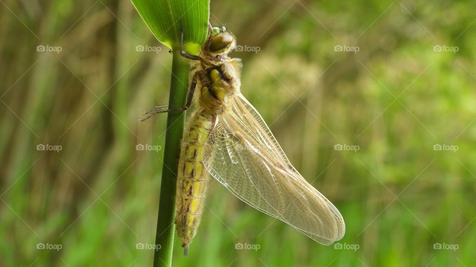 A close up of a dragonfly 