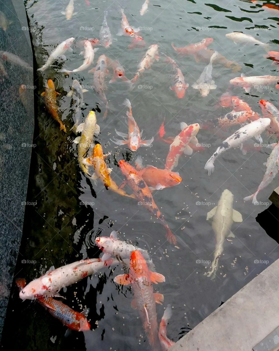 Fish in a pond