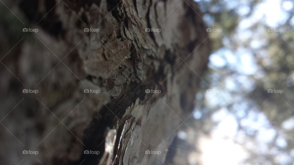 No Person, Tree, Nature, Bird, Abstract
