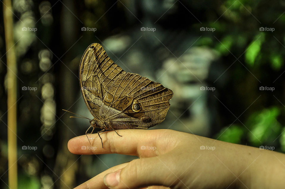 tryst with butterfly. Kids make friendship with all kind of animals be it butterflies or dogs. I spotted this kid holding the butterfly in Vienna butterfly museum and zoomed in to take this one
