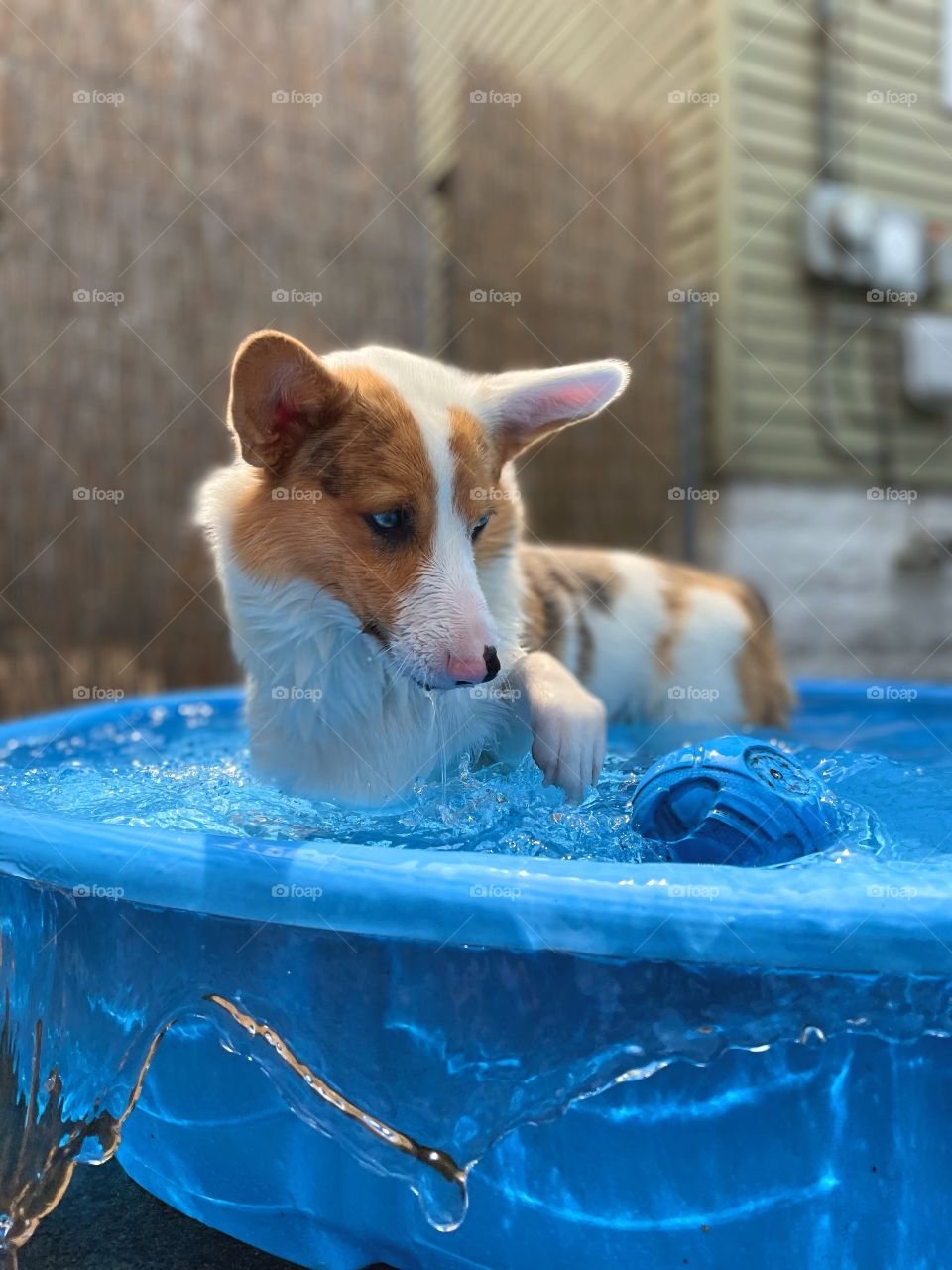Corgi playing pool summer water ball splashes water drops cute blue eyed dog pet pets animals