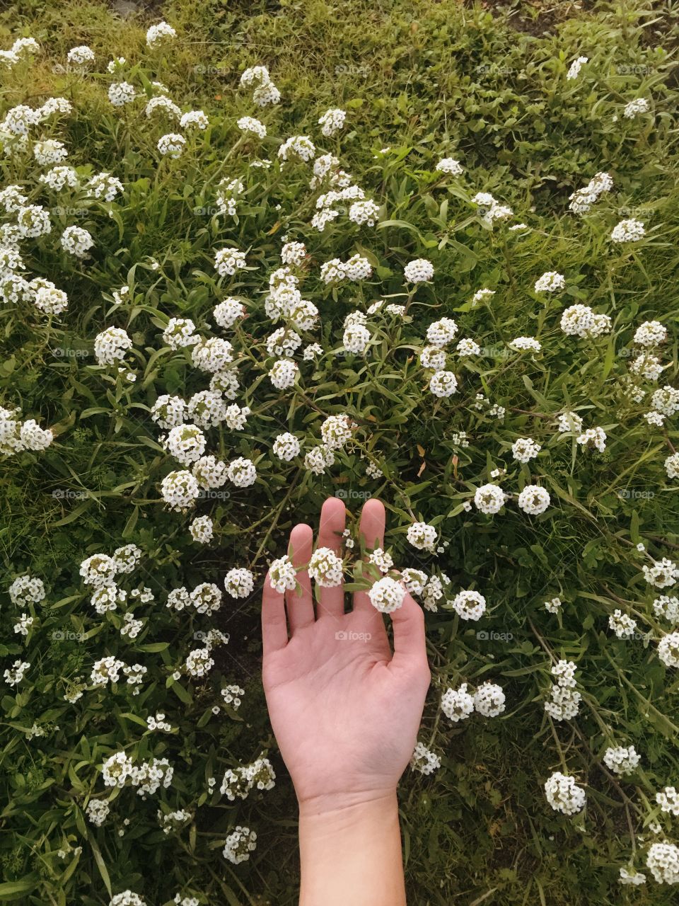 High angle view of hand touching flowers
