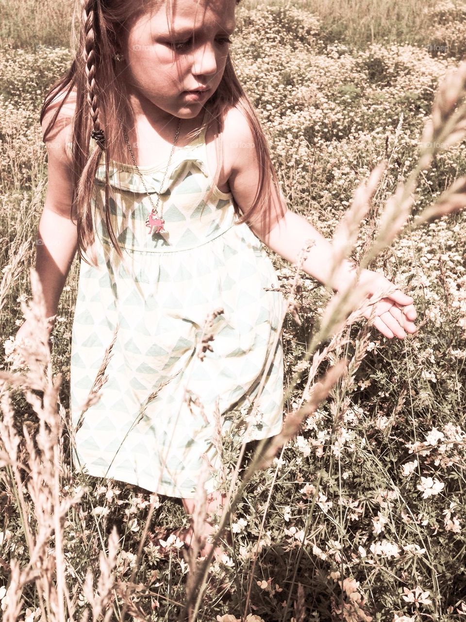 Among the wildflowers