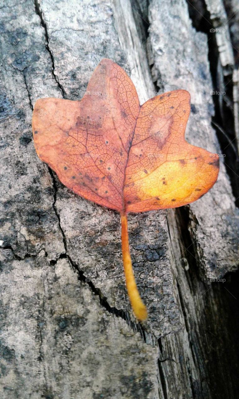 Fall Leaf