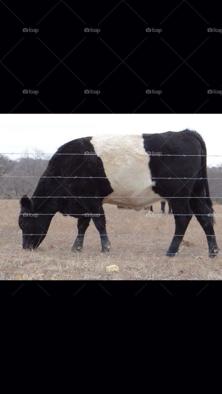 Belted Galloway Bull