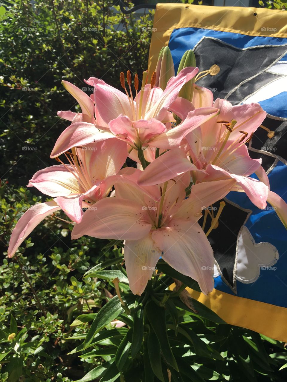 A cluster of lilies bloom in the park