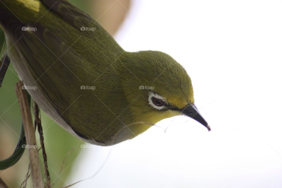 Close-up of a bird