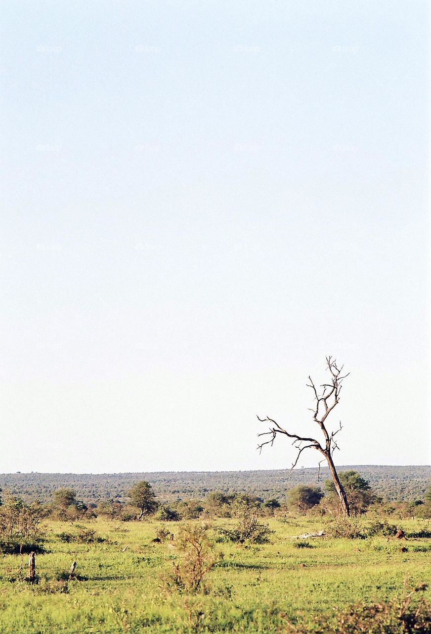 portrait photo of a tree in the bushveld. South Africa.