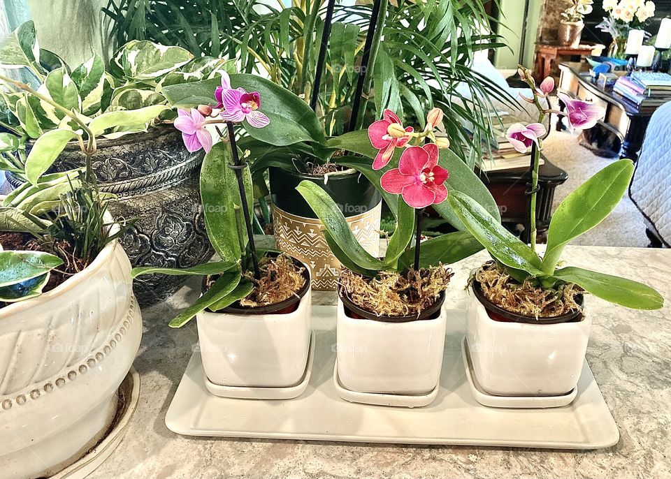 Mini orchids 