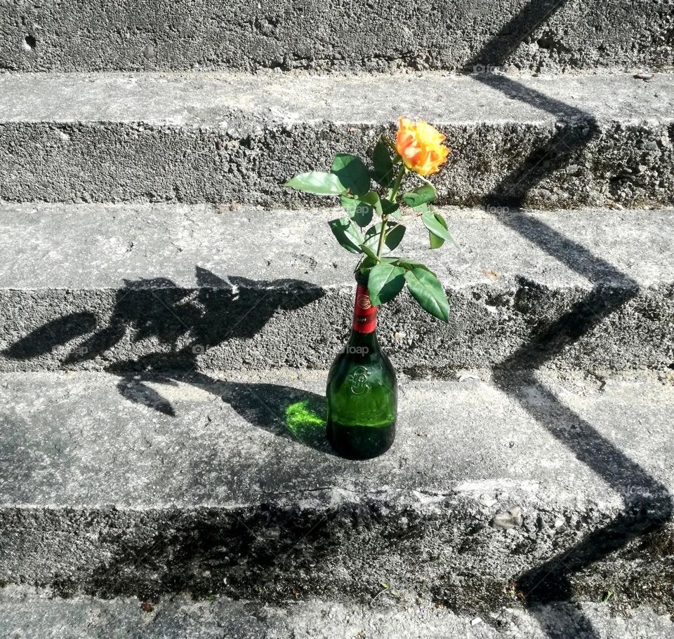 Single rose in a bottle