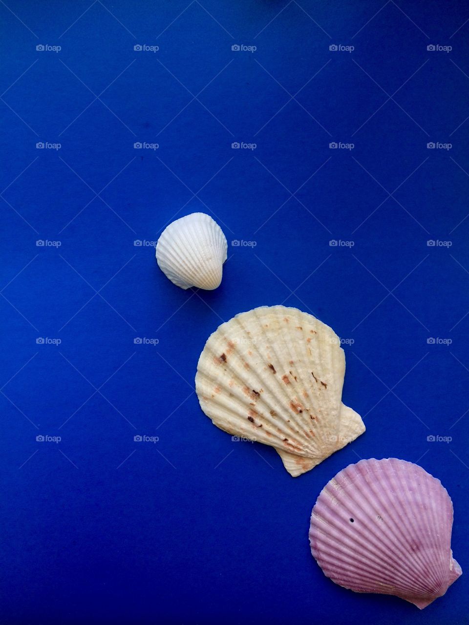 Sea Shells 