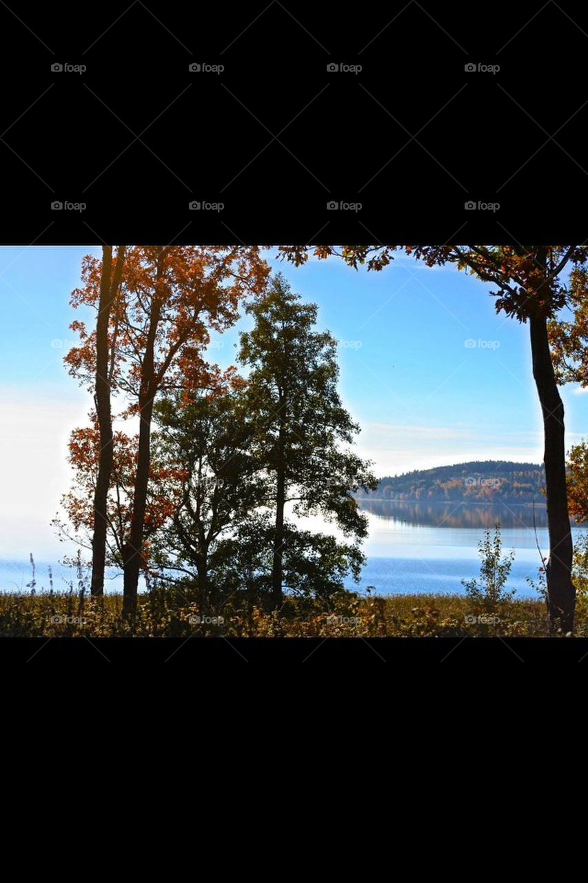 sky trees leaf fall by sebastian.zetterdahl