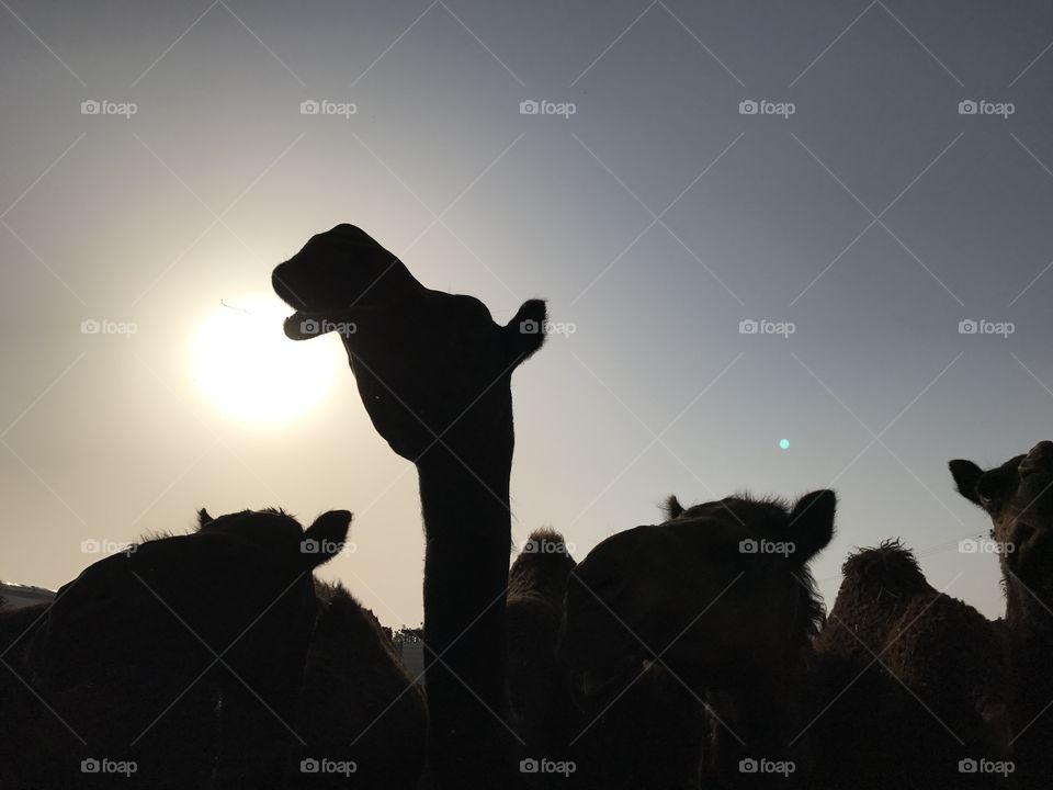 Camel silhouette 