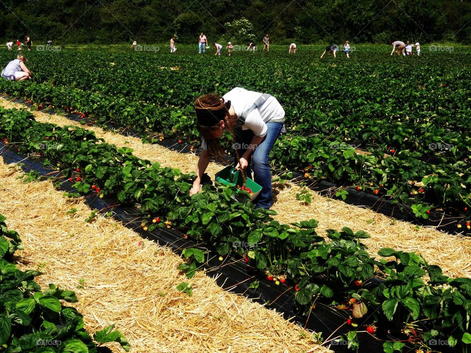 work woman strawberries. picking strawberries  on a  plantation