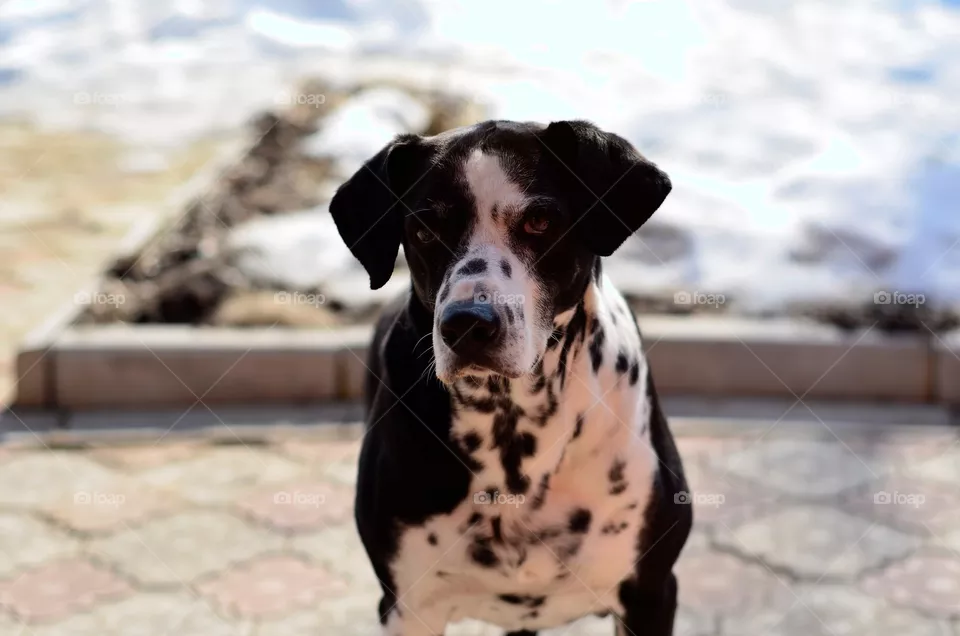 dog