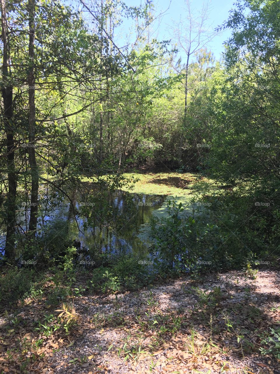 A hidden pond
